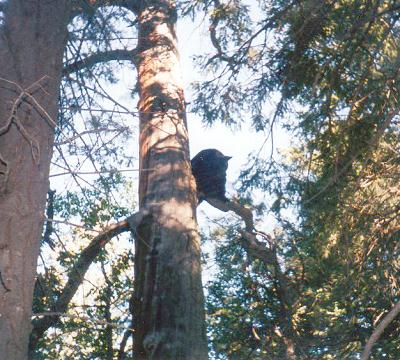 starr_guide_service_bear_006.jpg