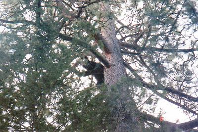 starr_guide_service_bear_027.jpg