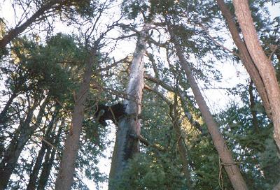 starr_guide_service_bear_028.jpg