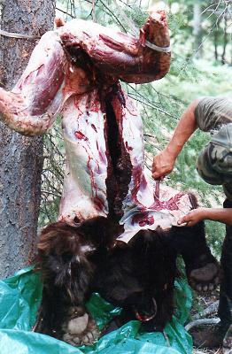 starr_guide_service_bear_031.jpg